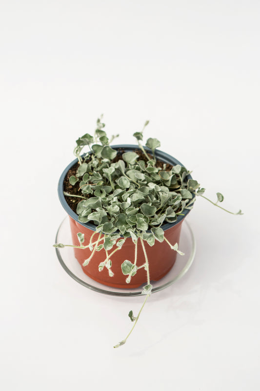 Dichondra (Dichondra)