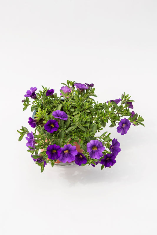 Kalibrachoja (Calibrachoa)