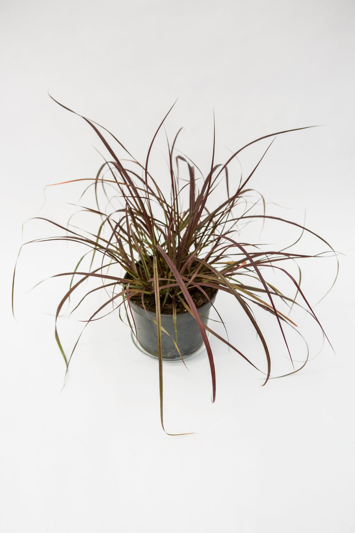 Šeriuotoji Soruolė (Pennisetum Rubrum)