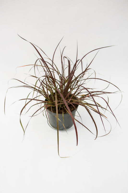 Šeriuotoji Soruolė (Pennisetum Rubrum)