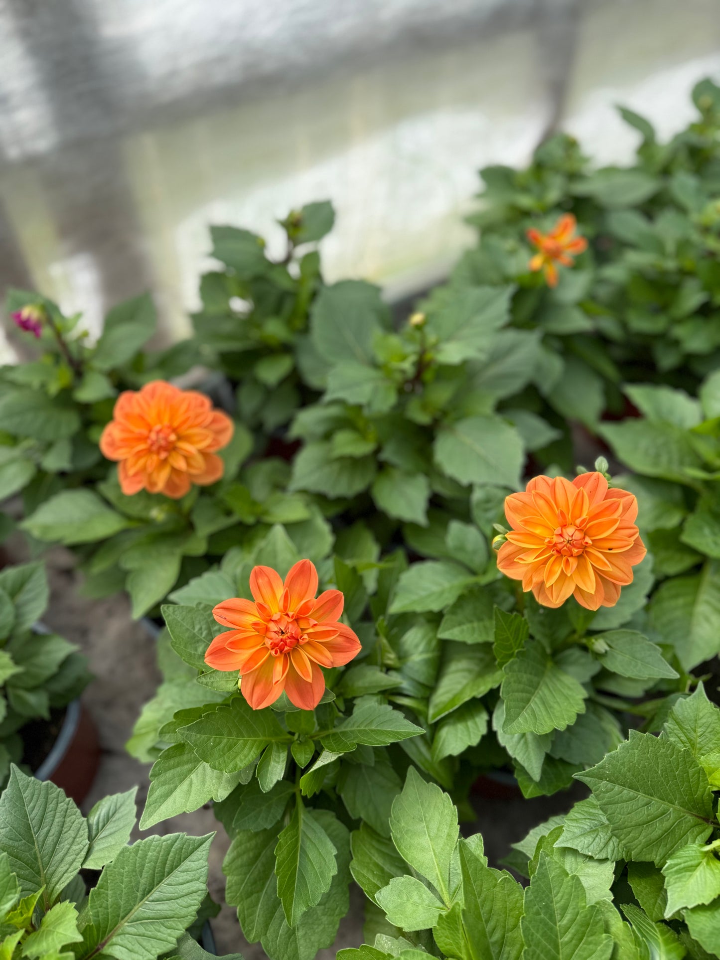 Jurginas (Dahlia Dalaya)