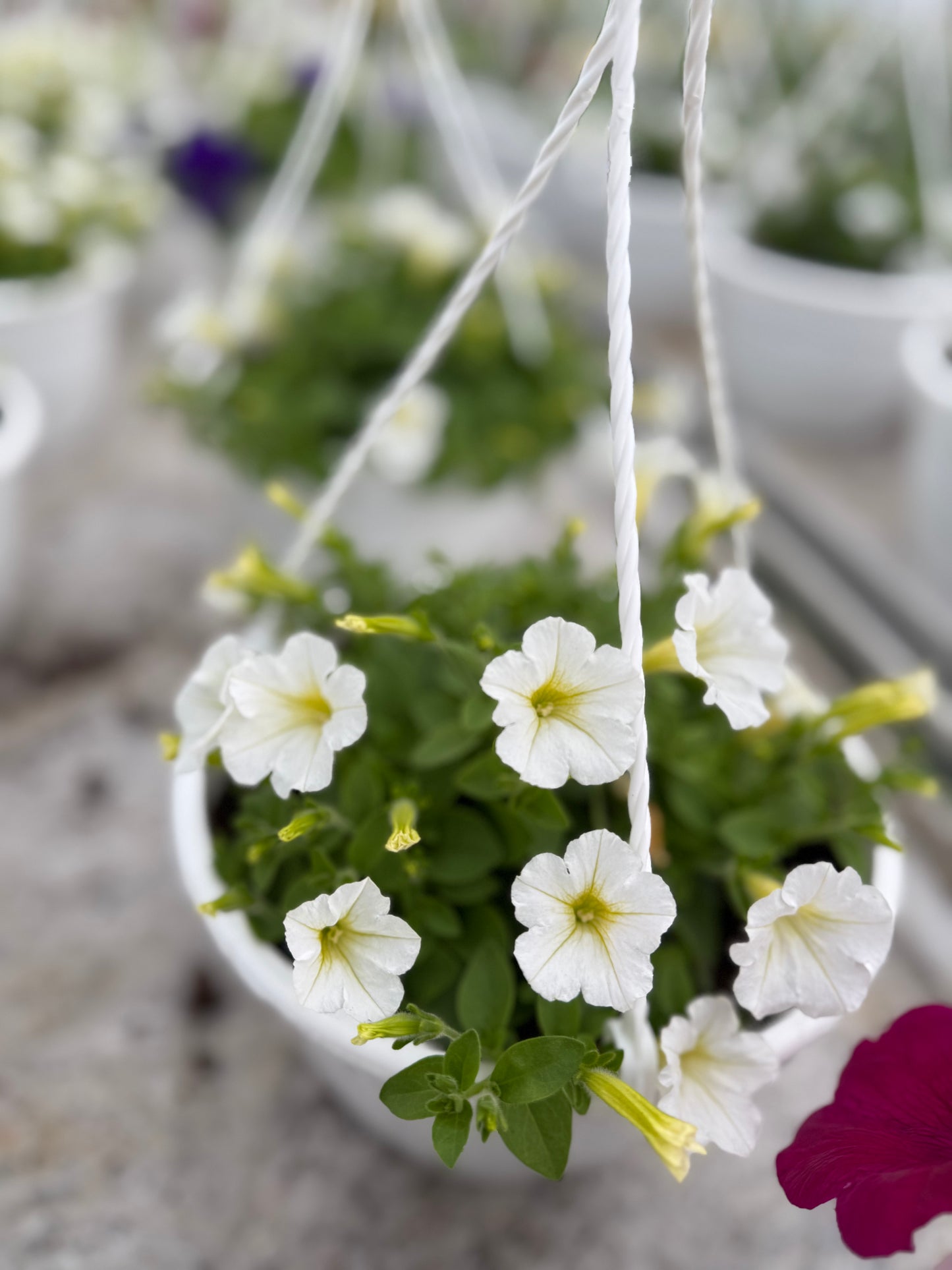 Smulkiažiedė surfinija (Petunia Littletunia)
