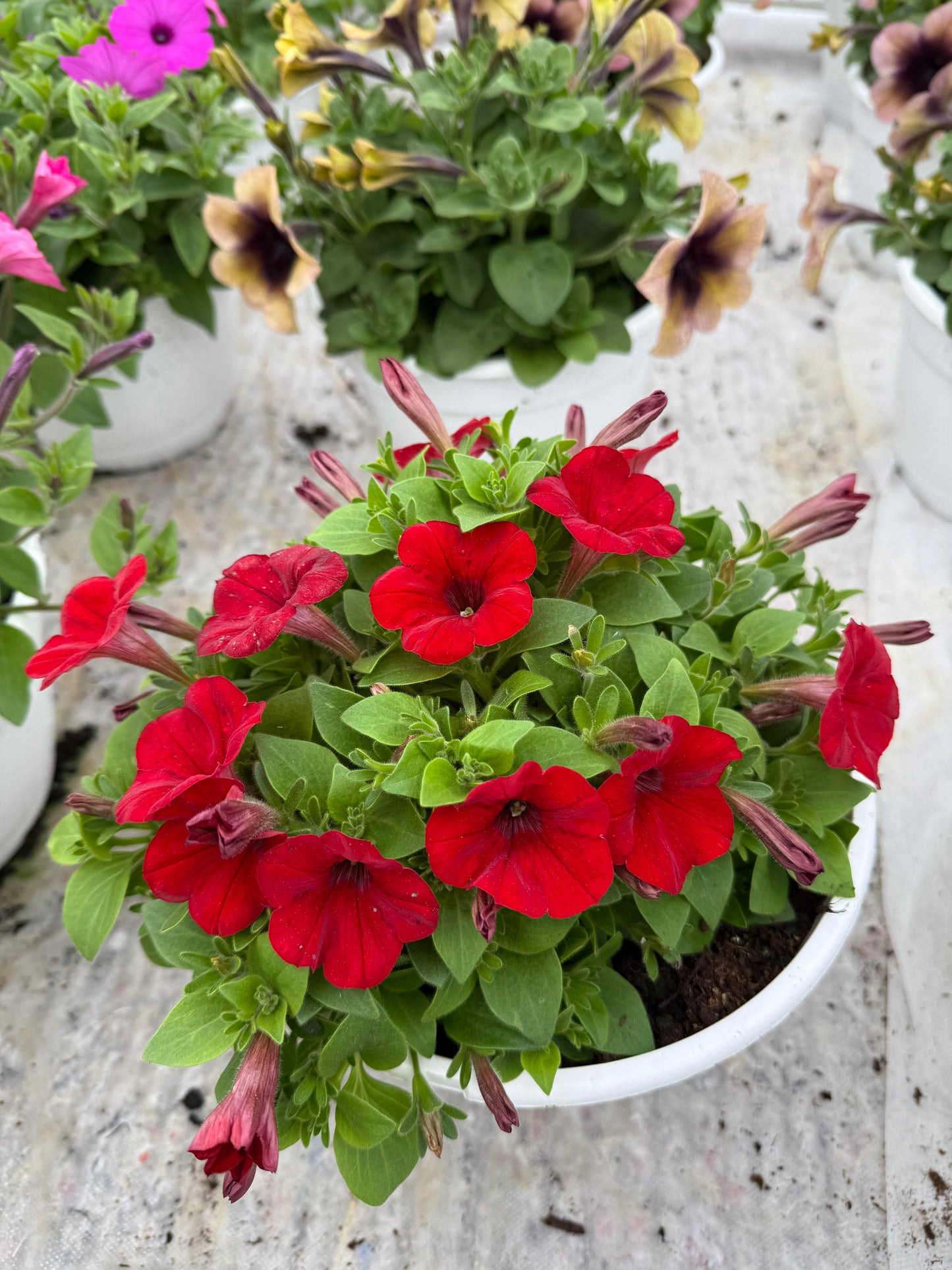 Smulkiažiedė surfinija (Petunia Littletunia)