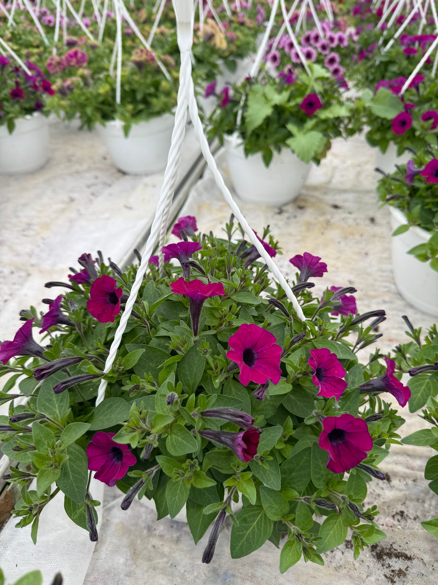 Smulkiažiedė surfinija (Petunia Littletunia)