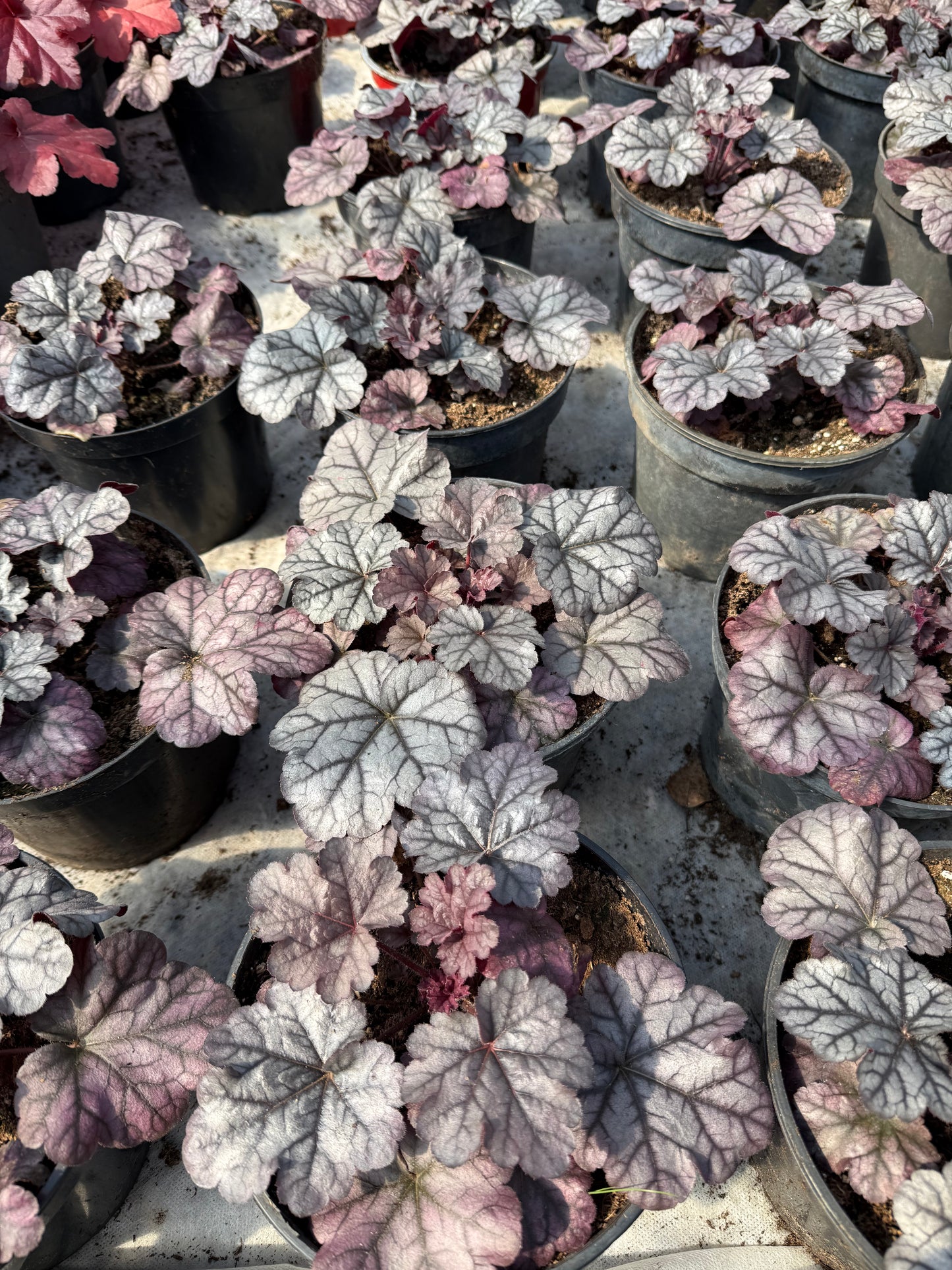Alunė (Heuchera)