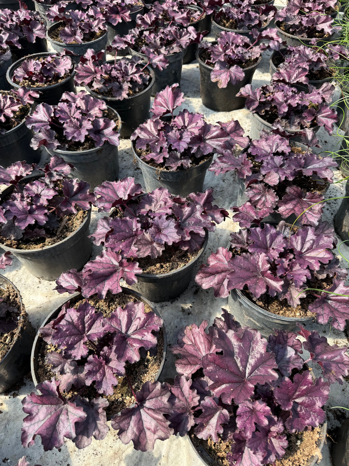 Alunė (Heuchera)