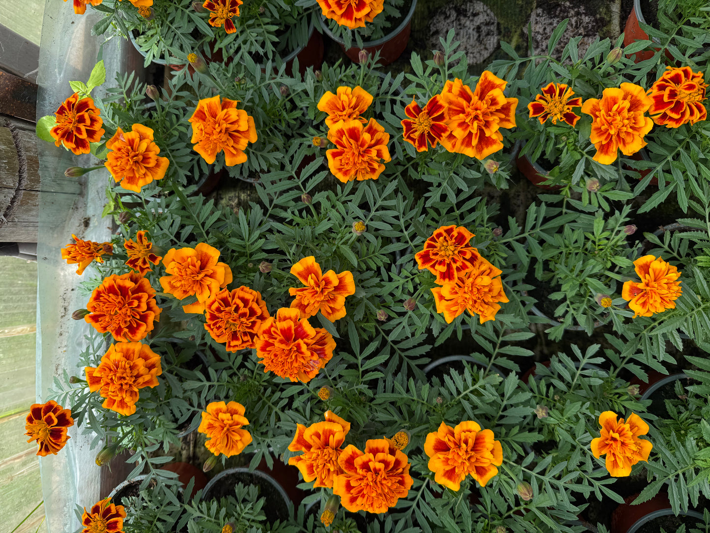 Mažasis Gvazdikinis Serentis (Tagetes)