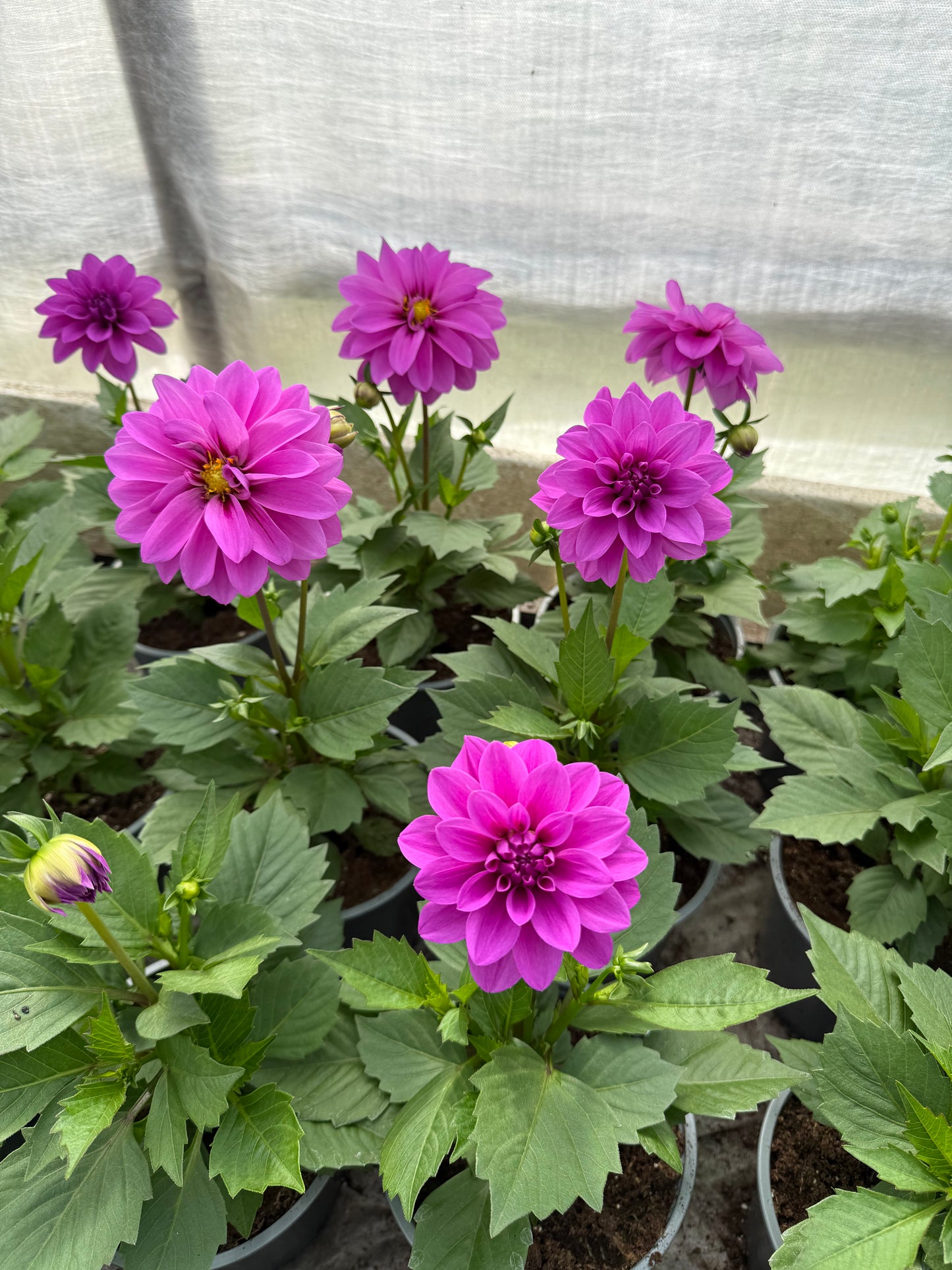 Jurginas (Dahlia Dalaya)