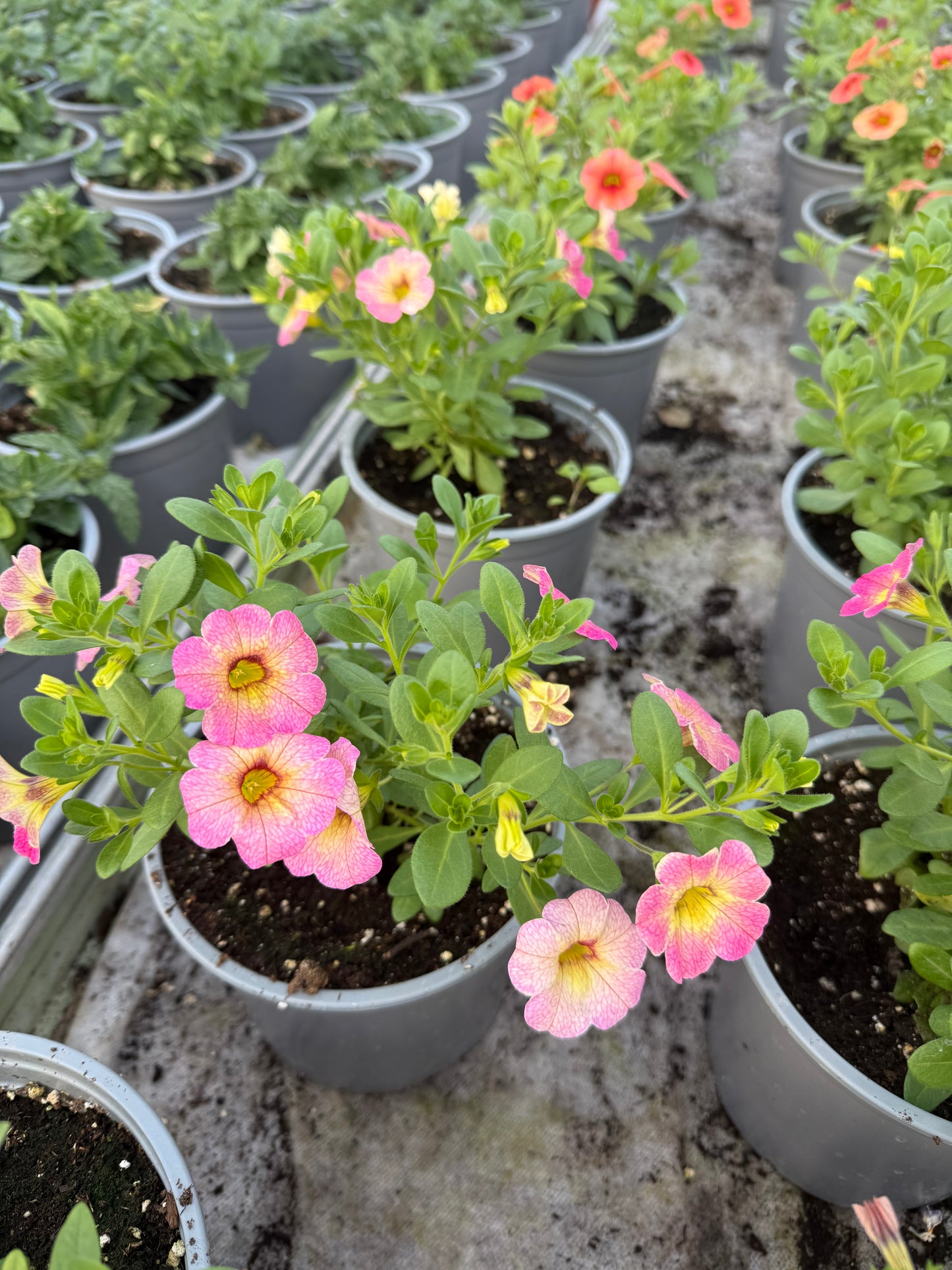 Kalibrachoja (Calibrachoa)