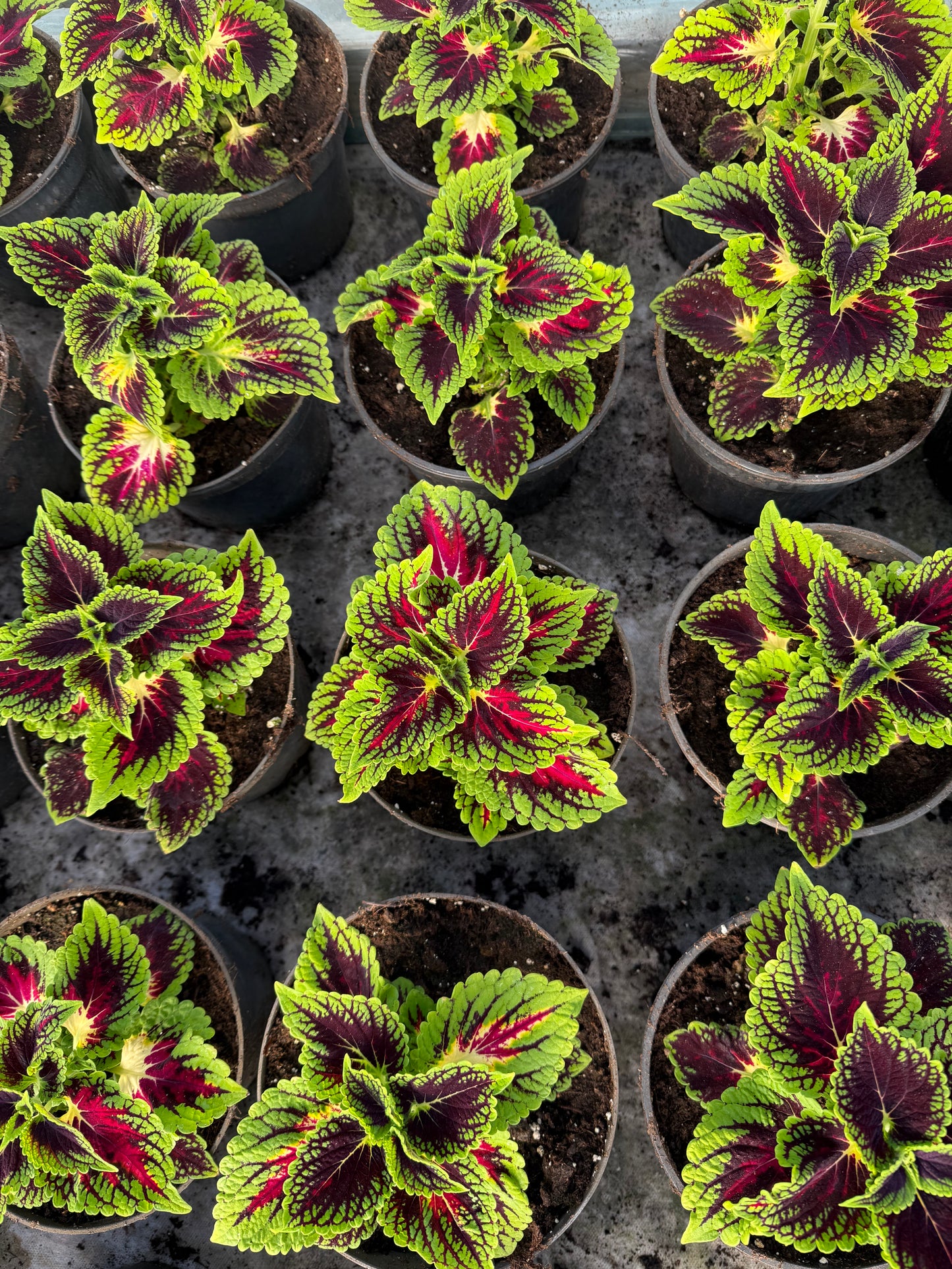 Karališkasis Margenis (Coleus)