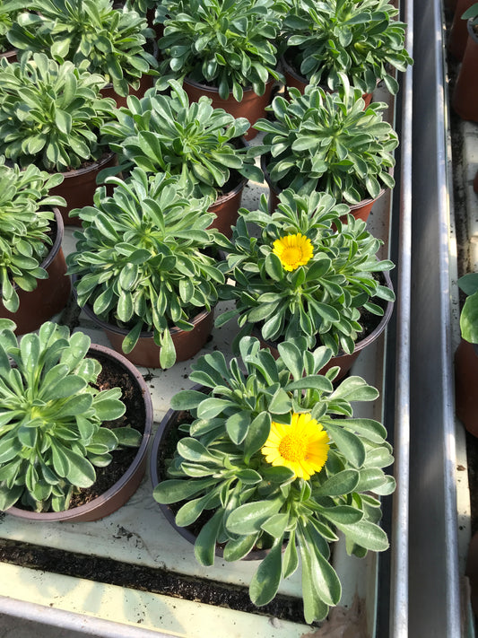 Žvaigždė (Asteriscus Aurelia Gold)