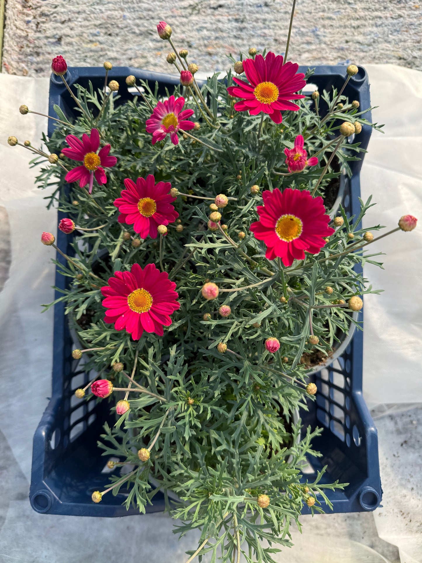 Argirantema (Argyranthemum)