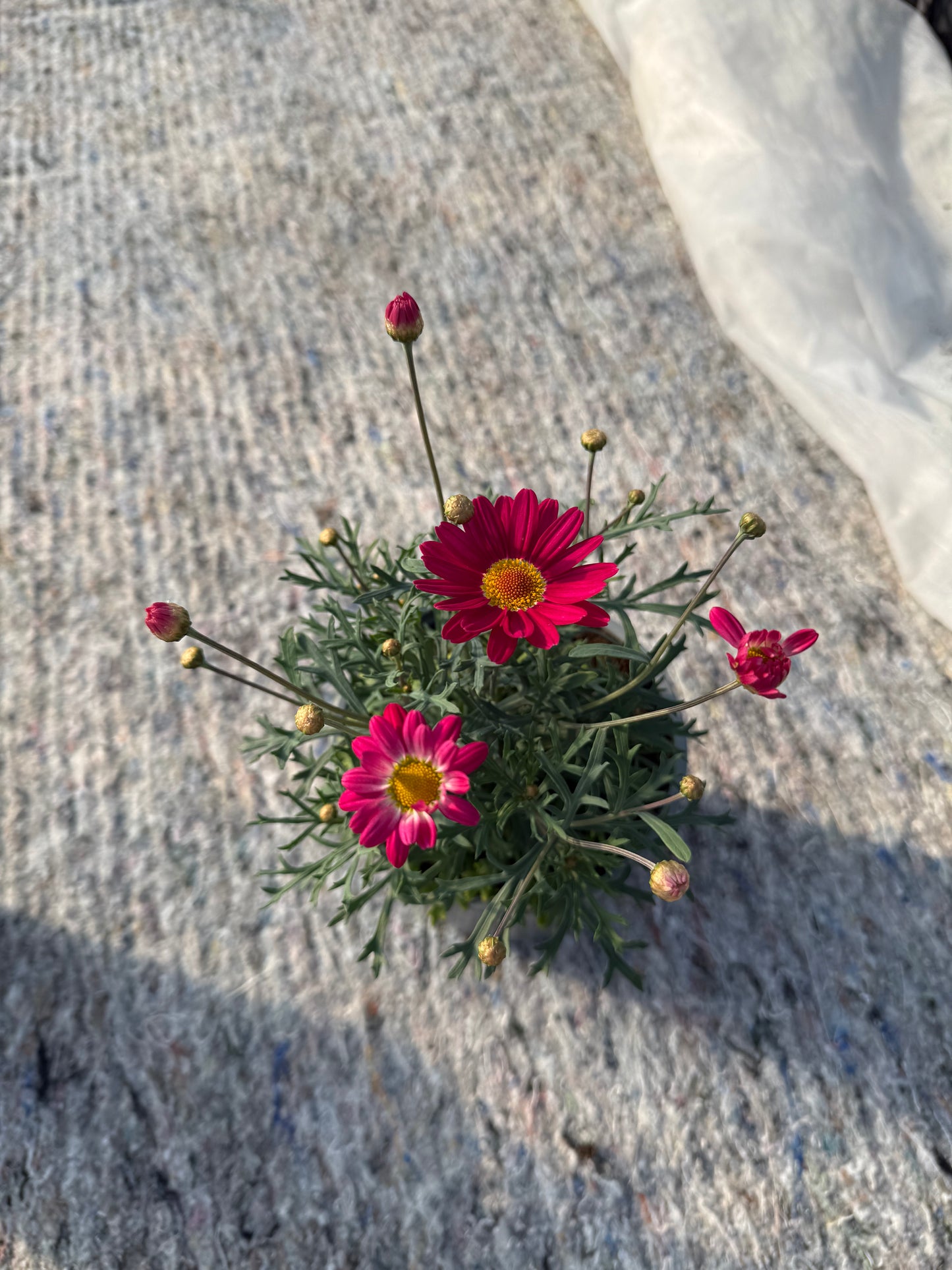 Argirantema (Argyranthemum)