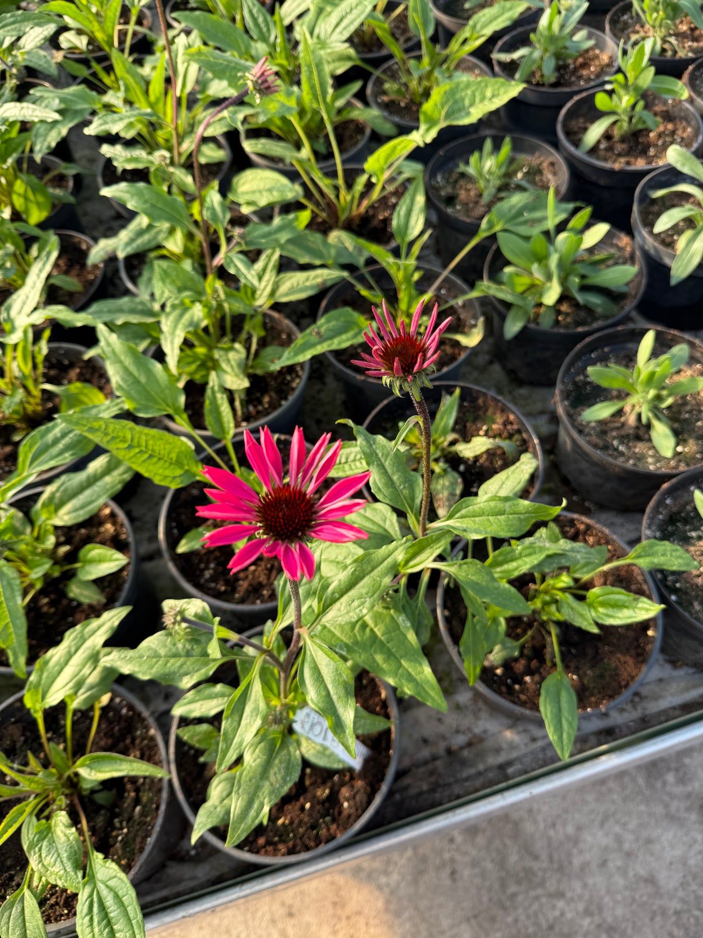Ežiuolė (Sombrero Rose)