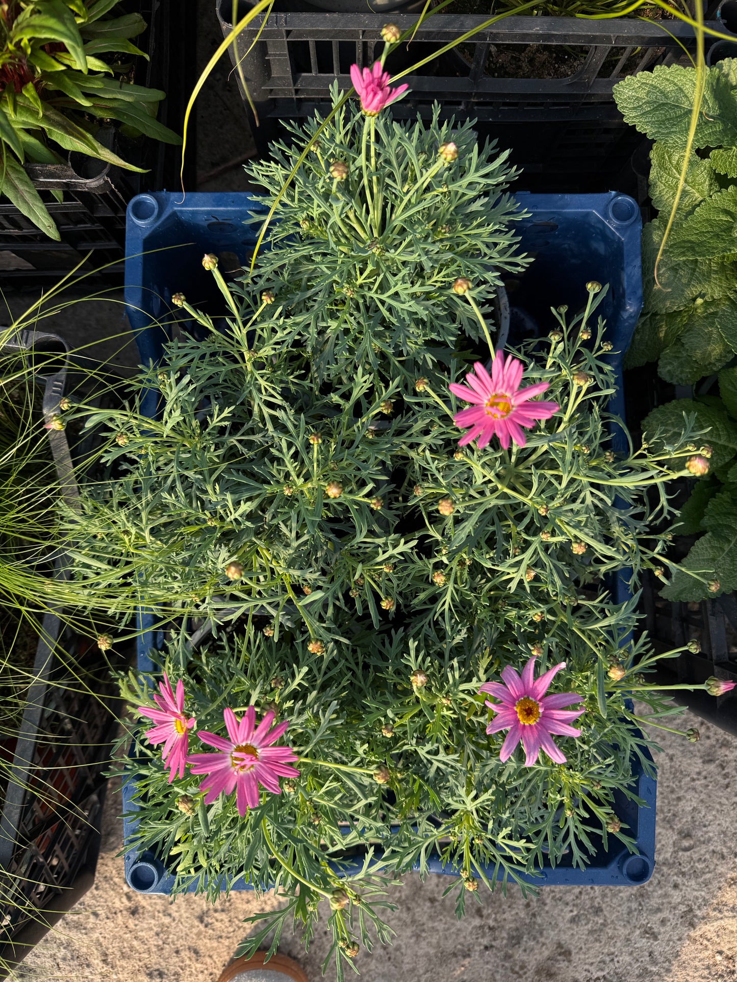 Argirantema (Argyranthemum)
