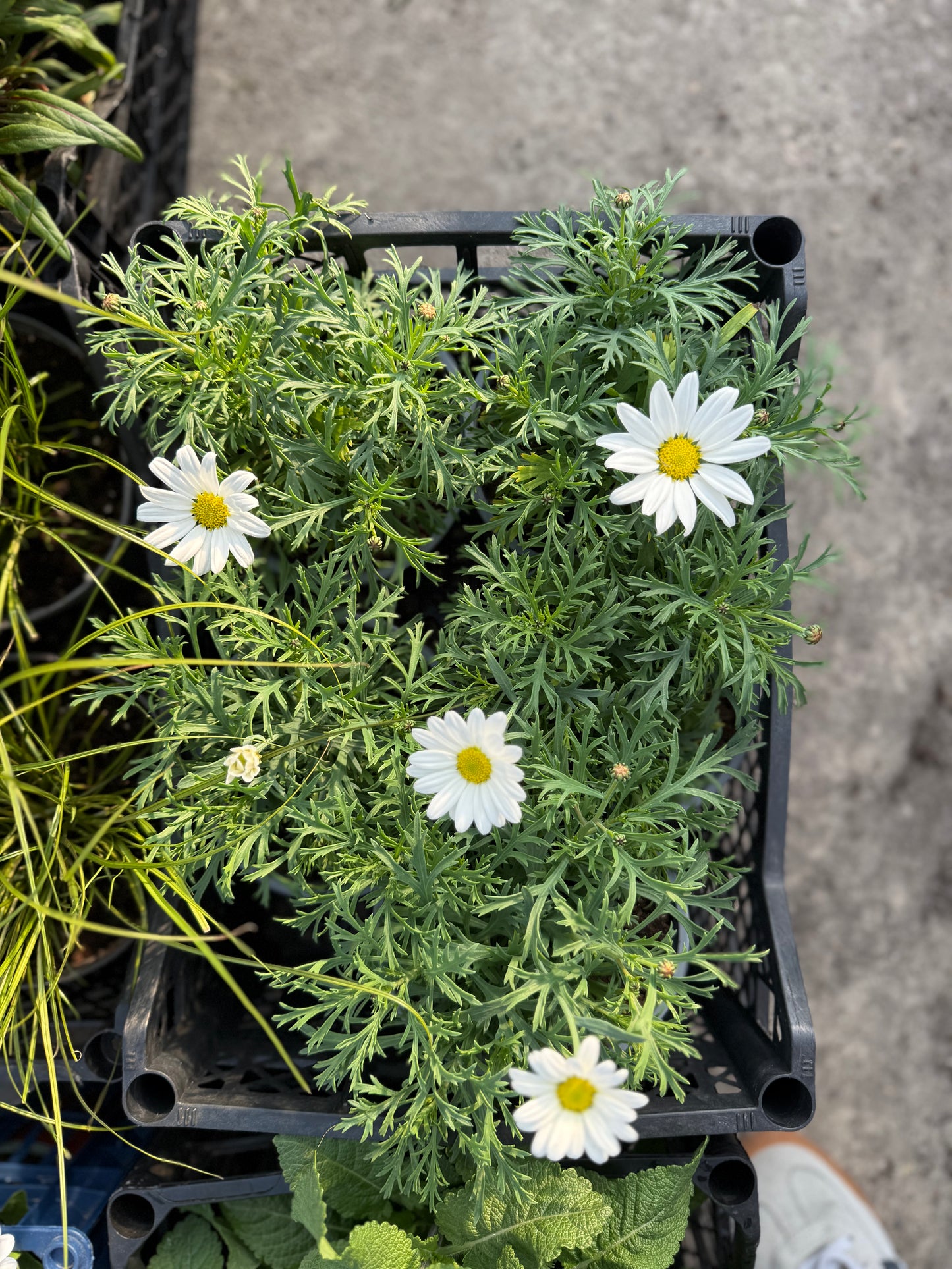 Argirantema (Argyranthemum)