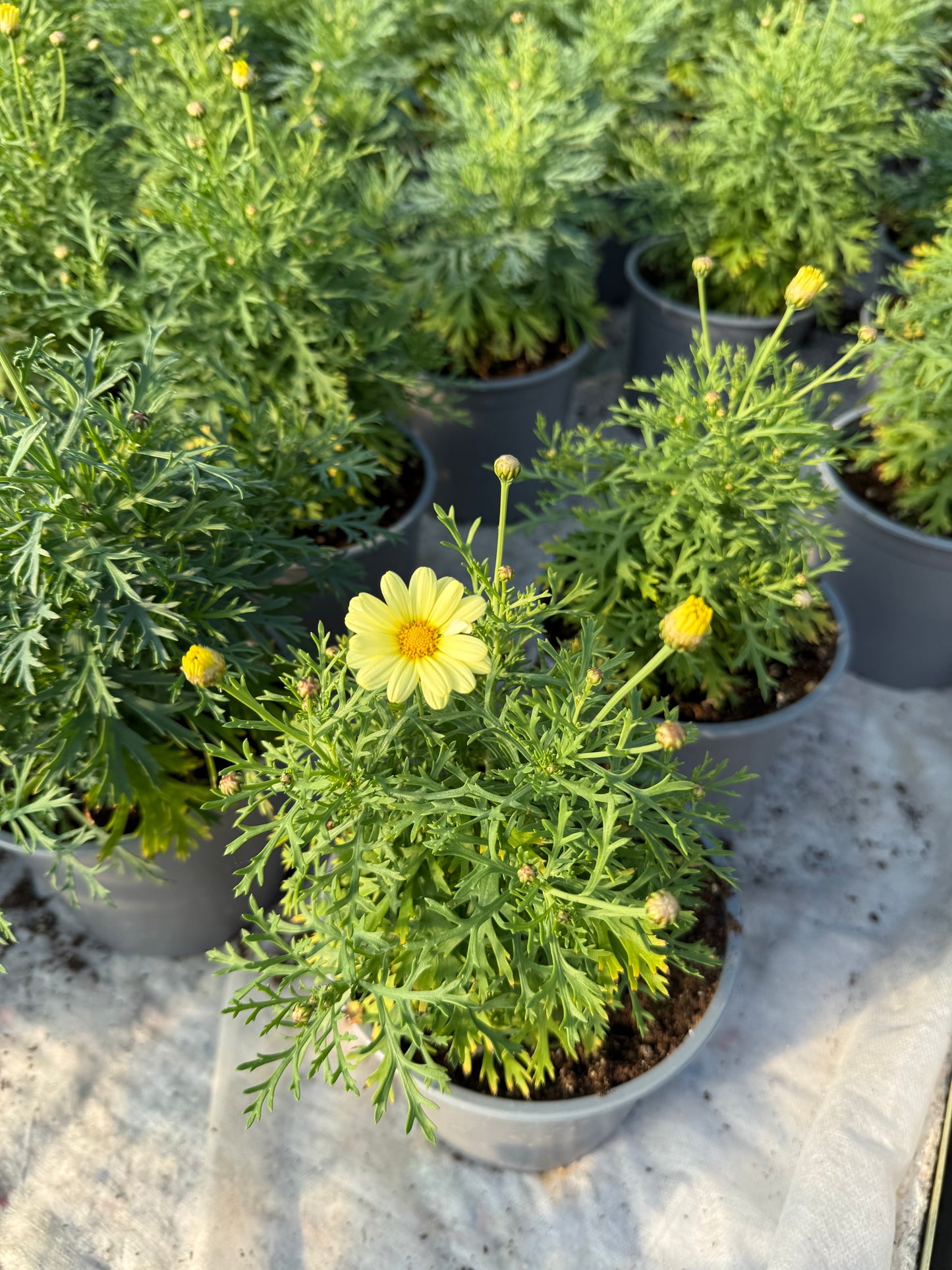 Argirantema (Argyranthemum)