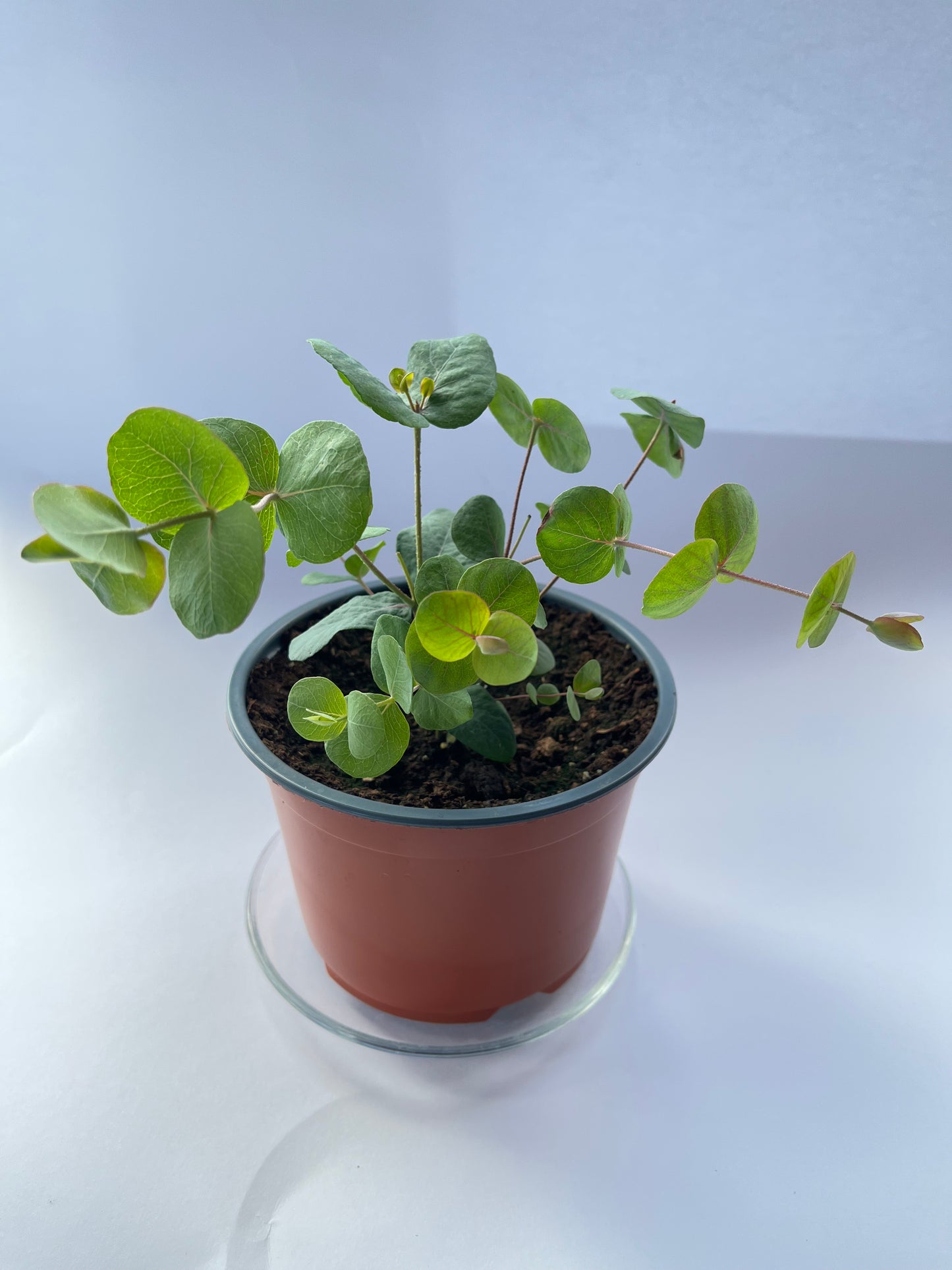 Eukaliptas (Eucalyptus gunnii)