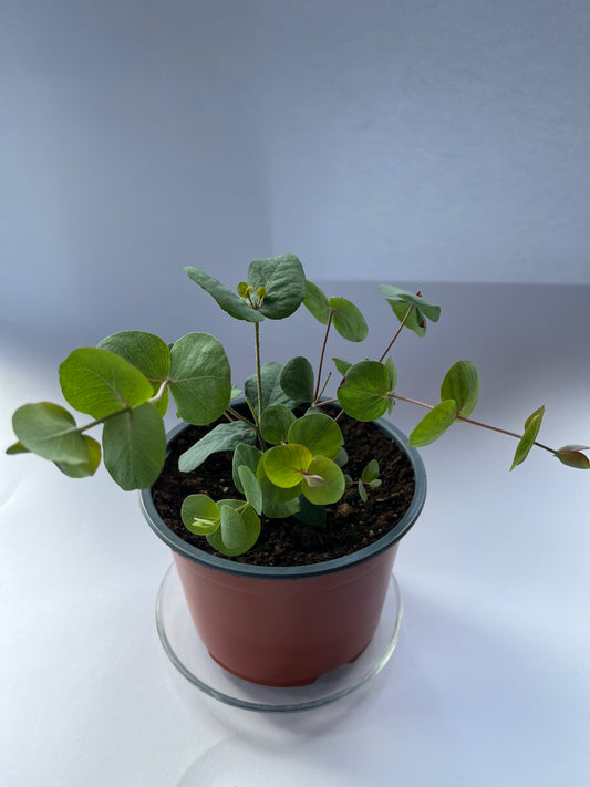 Eukaliptas (Eucalyptus gunnii)
