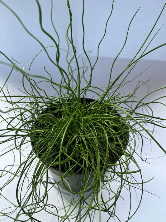 Vikšris (Juncus Effusus Spiralis)