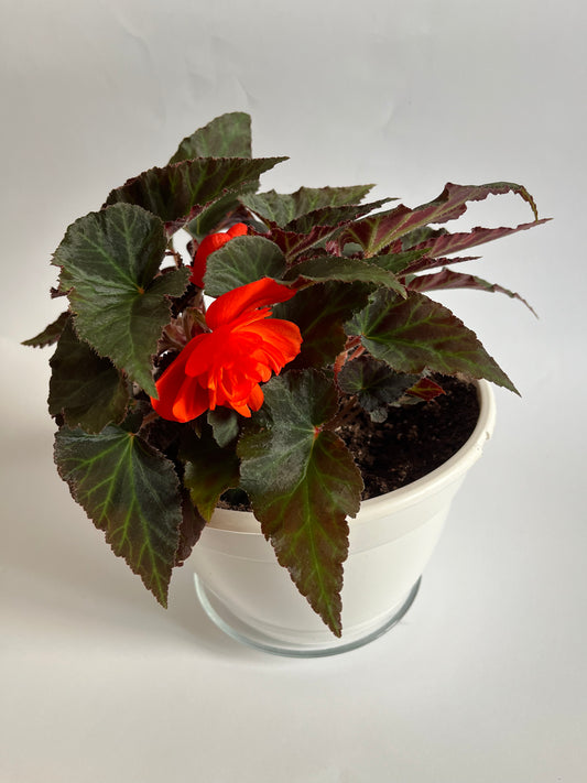 Svyranti Begonija (Begonia Pendula)