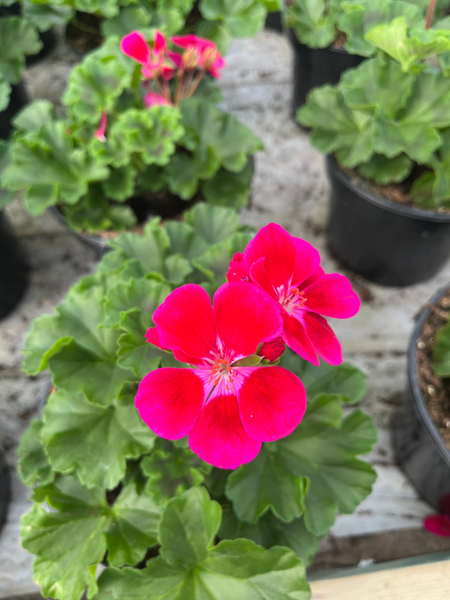 Krūminė pelargonija (Pelargonium)
